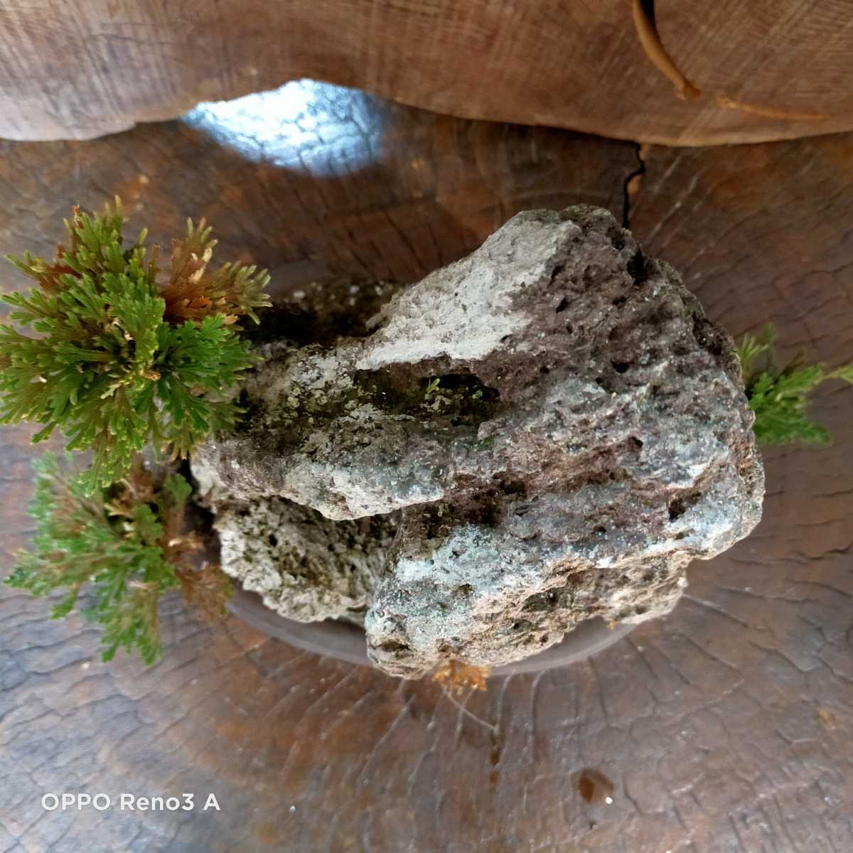 苔付き石松盆栽 鑑賞 盆栽石 庭石 オブジェ インテリア 飾り物 置物 