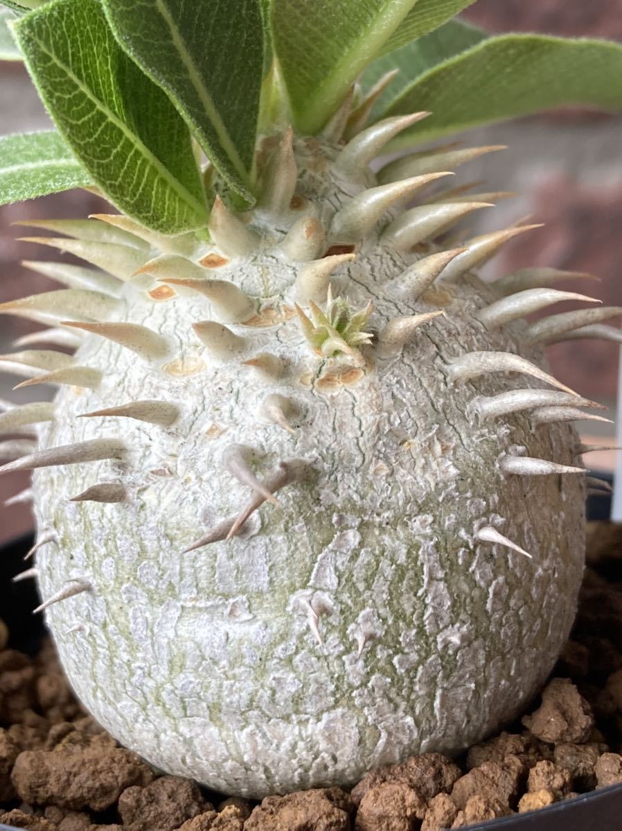 白花恵比寿笑 パキポディウム レウコキサンツム 2018年実生株 大輪白花