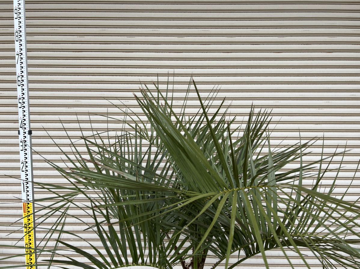 ココスヤシ 形状良 シルバーリーフ ヤシの木 ヤシ 庭木 植木 庭 ココスヤシ 形状良 シルバーリーフ ヤシの木 ヤシ 庭木 植木 庭