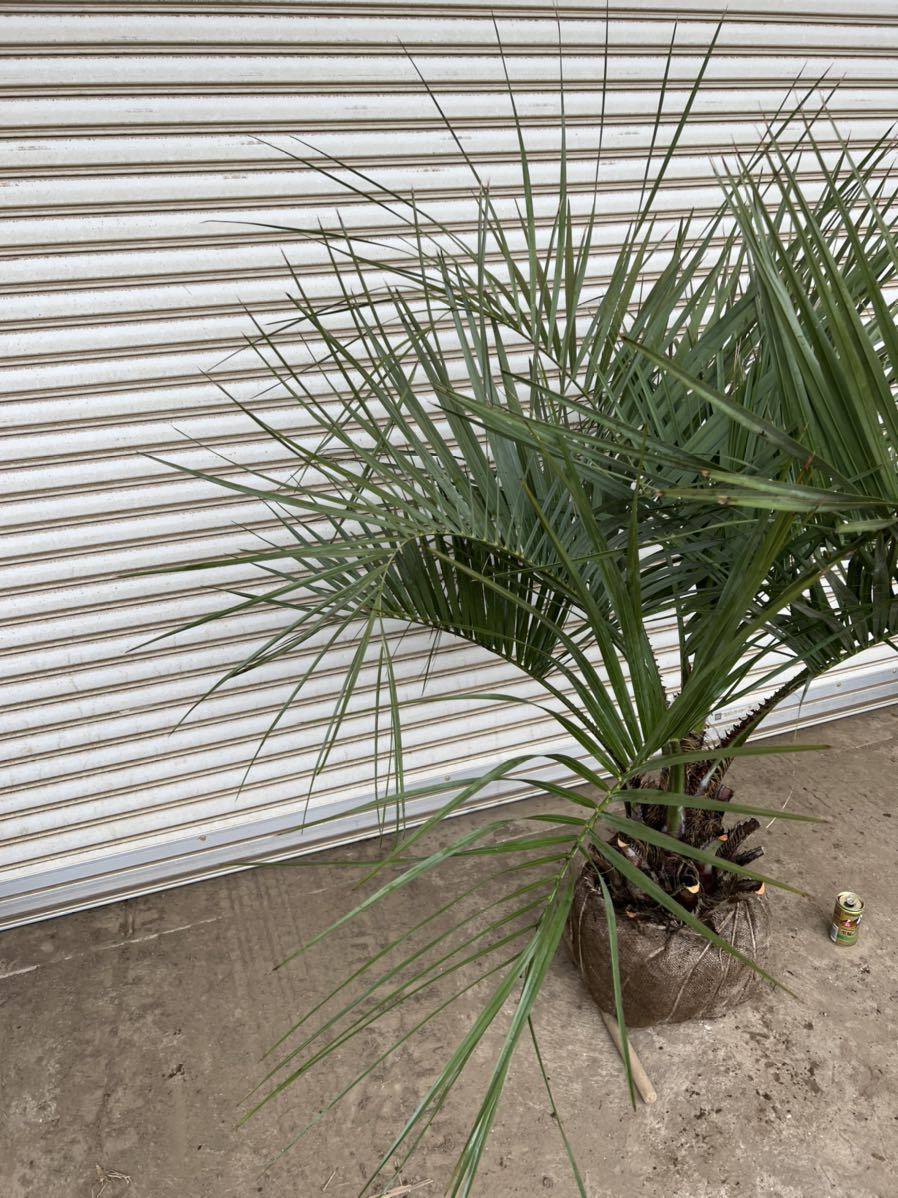 ココスヤシ 形状良 シルバーリーフ ヤシの木 ヤシ 庭木 植木 庭 シンボルツリー ガーデニング 新築等に 植木 庭木 売買されたオークション情報 Yahooの商品情報をアーカイブ公開 オークファン Aucfan Com