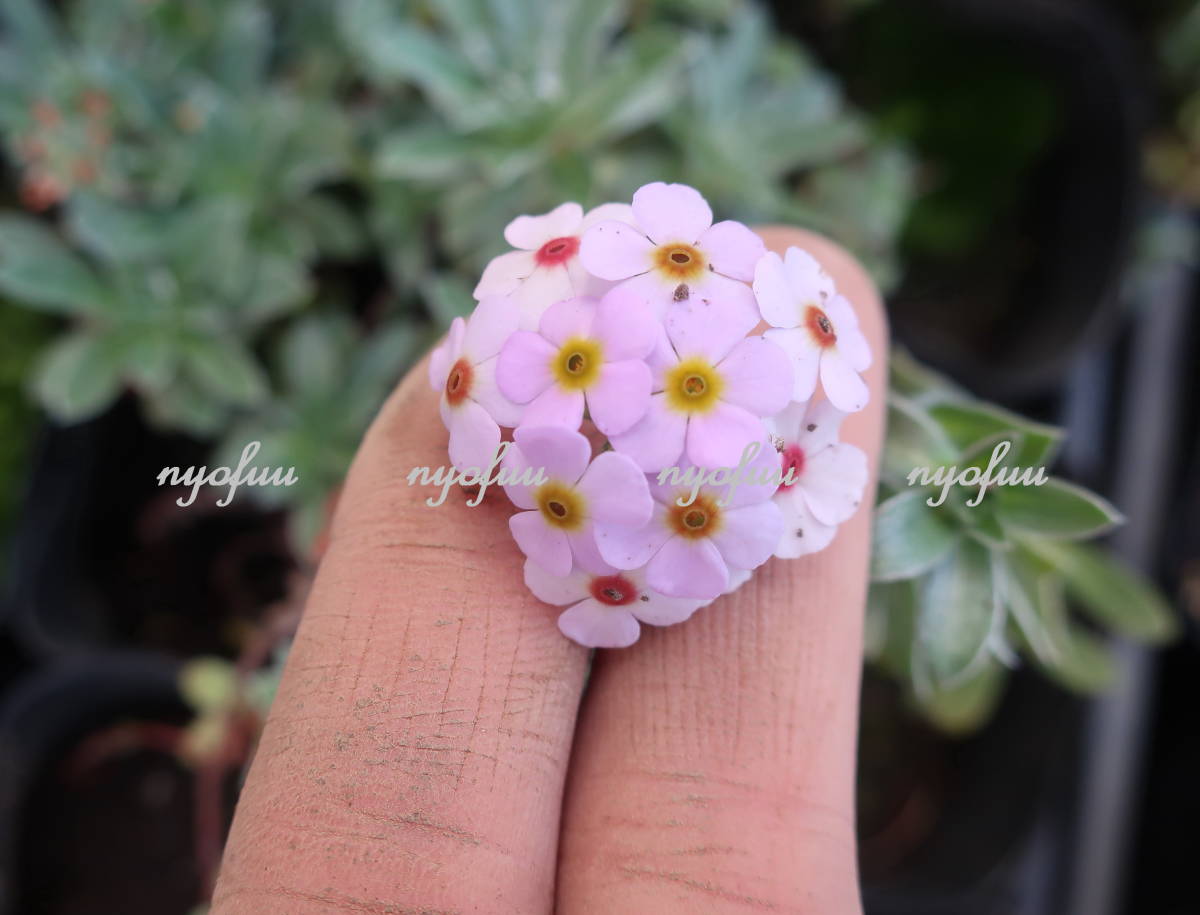 品種 花色の濃淡が綺麗 這性 ゆきかすみ草 ハナガタ ユキカスミソウ 耐寒 草花 山野草 地植え 庭植え 鉢植え ガーデニング 宿根草の質問一覧