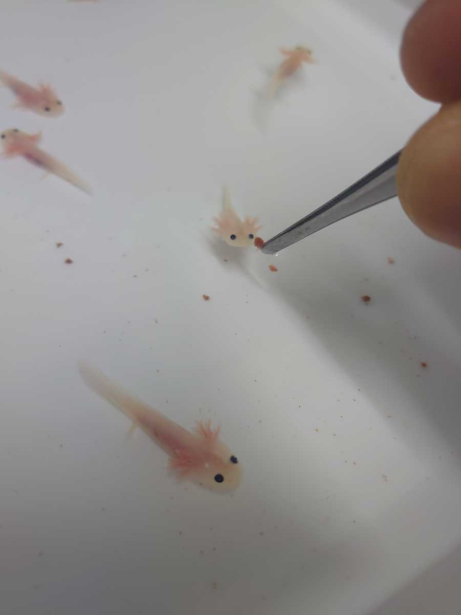 ウーパールーパー リューシ 1匹 イモリ サラマンダー 売買されたオークション情報 Yahooの商品情報をアーカイブ公開 オークファン Aucfan Com