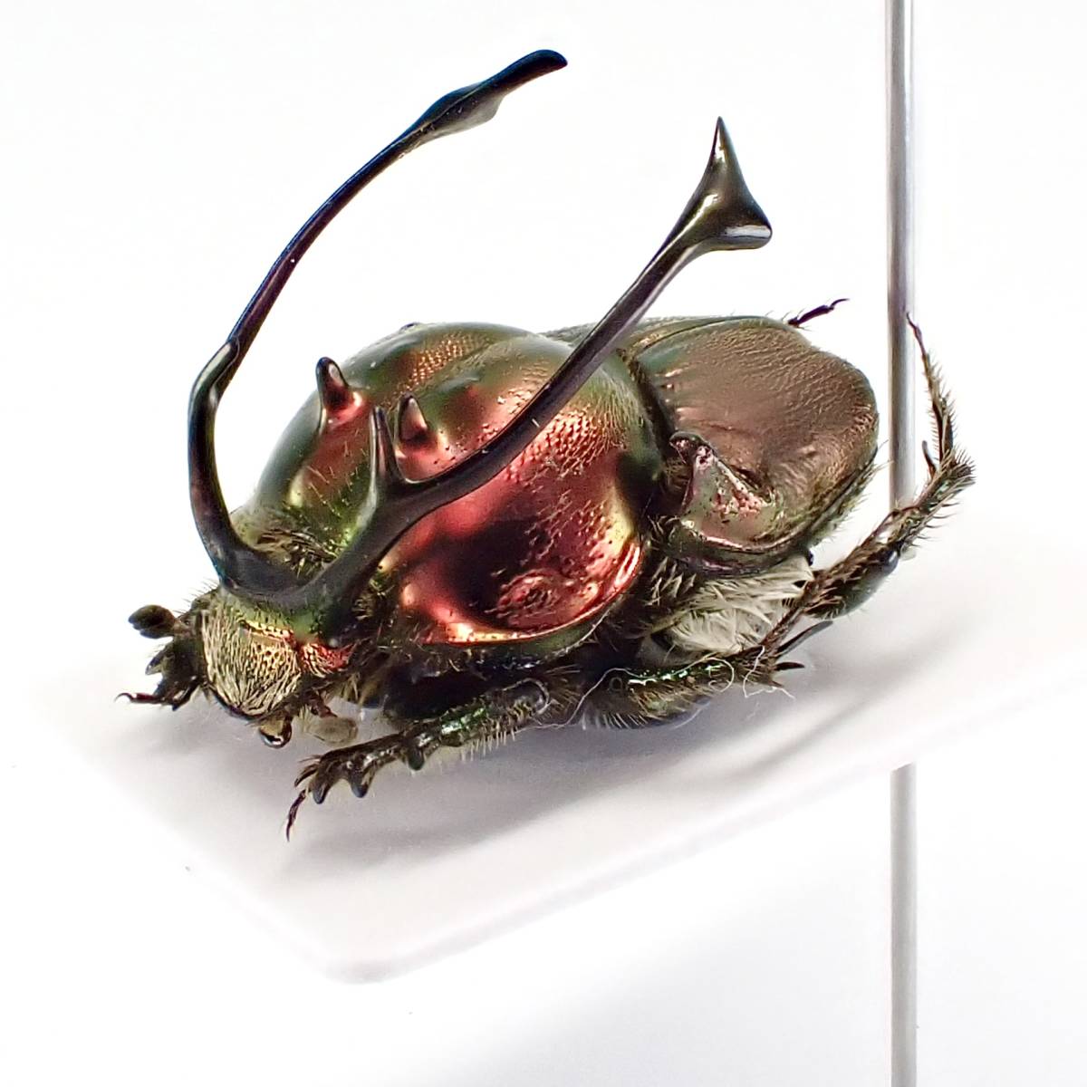 タンザニアのフンチュウ Proagoderus gibbiramus ペア Proagoderus