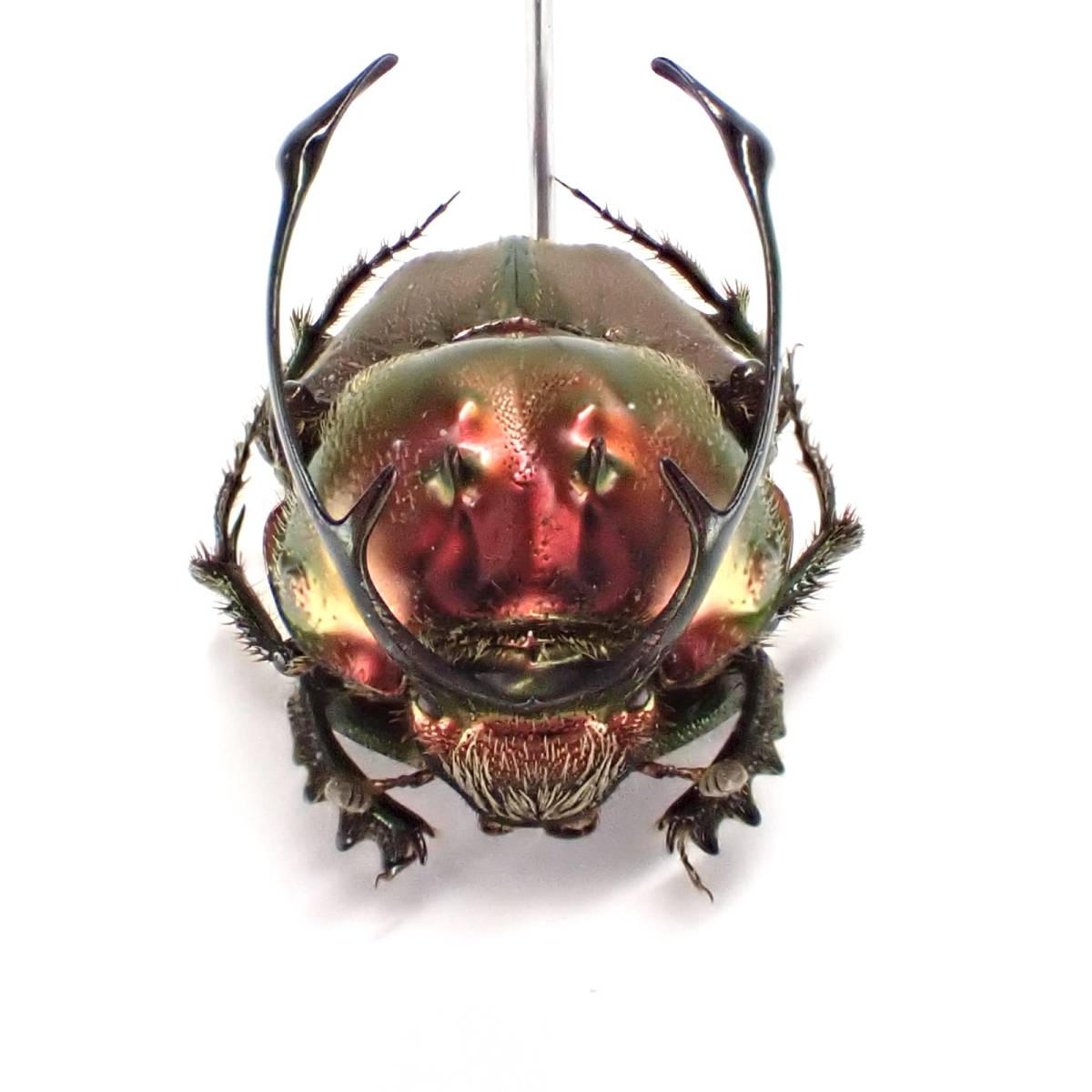 Proagoderus タンザニア産 rangifer | 昆虫標本 14mm⁄14mm ♂♀ ♂♀12mm⁄