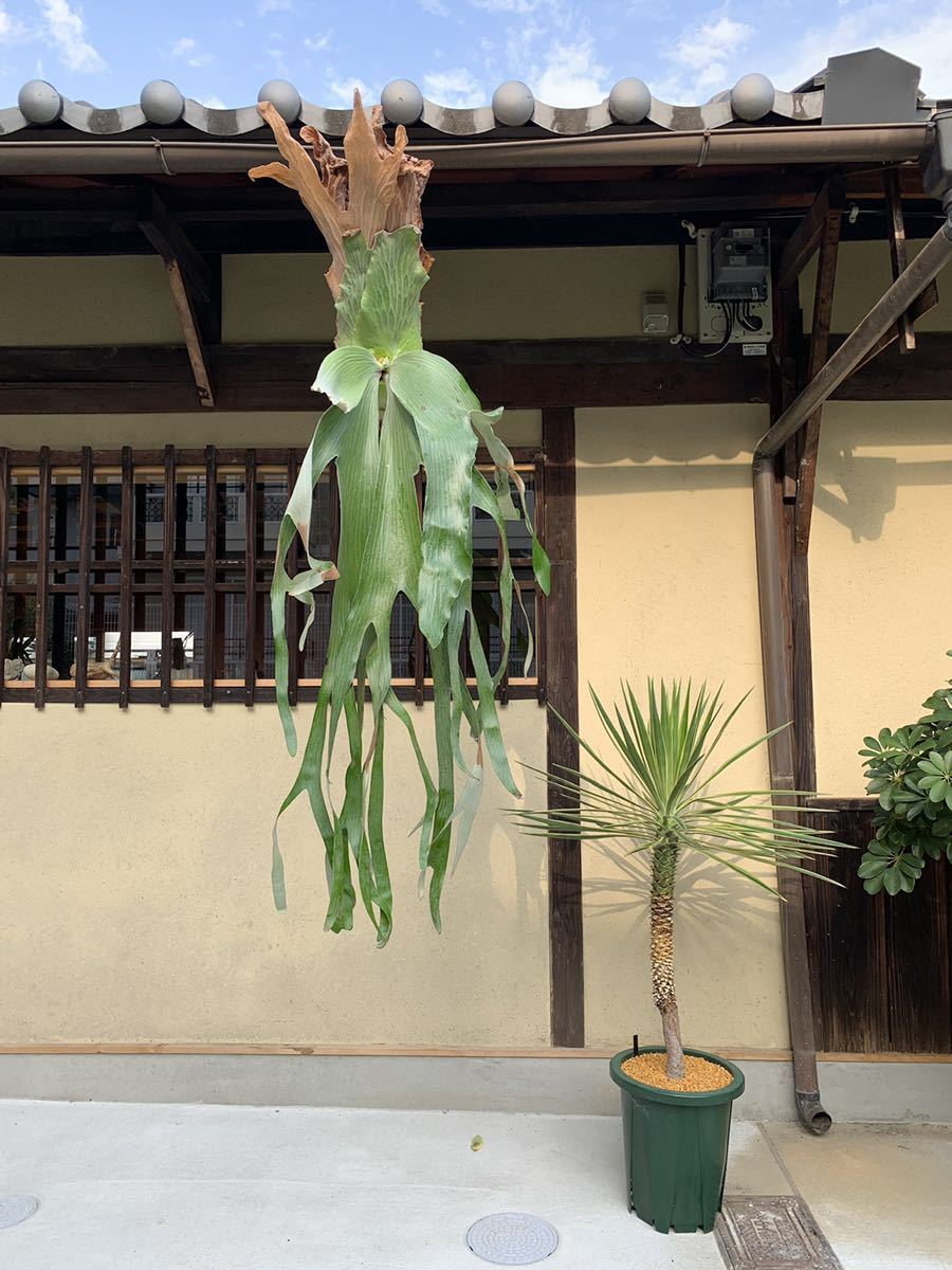 送料無料,大人気 P. andinum wild Moyobamba Peru アンディナム 送料無料,大人気 P. andinum wild Moyobamba Peru アンディナム