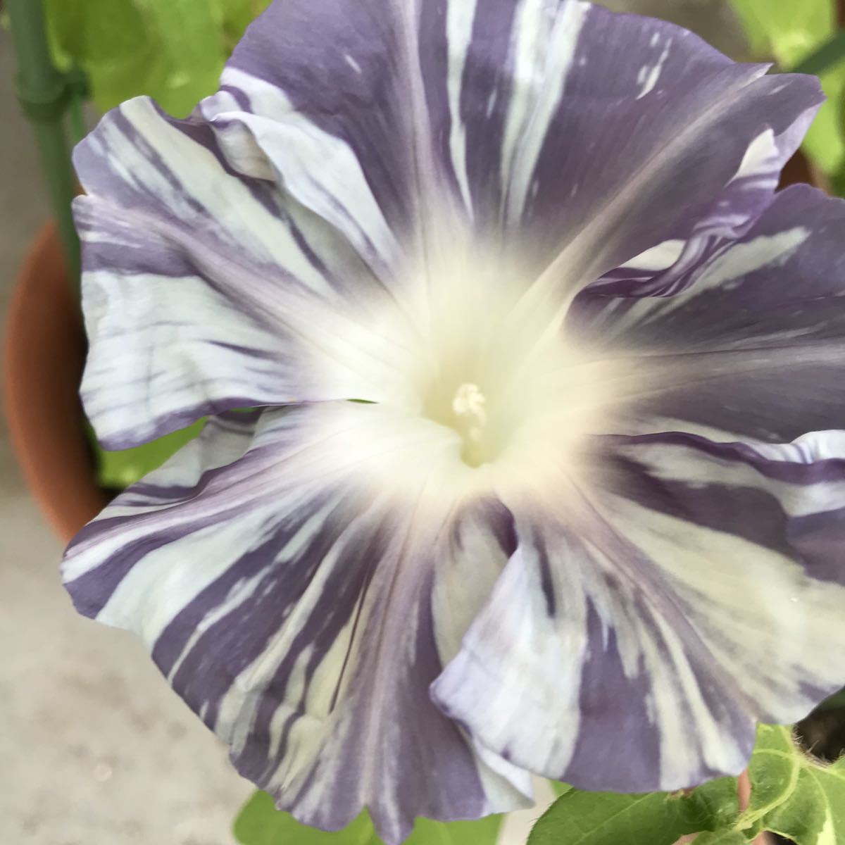 大輪朝顔種子 ５粒 品種名 豊露 令和３年採取 アサガオ 売買されたオークション情報 Yahooの商品情報をアーカイブ公開 オークファン Aucfan Com