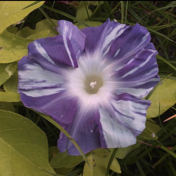 大輪朝顔種子 ５粒 品種名 豊露 令和３年採取 アサガオ 売買されたオークション情報 Yahooの商品情報をアーカイブ公開 オークファン Aucfan Com