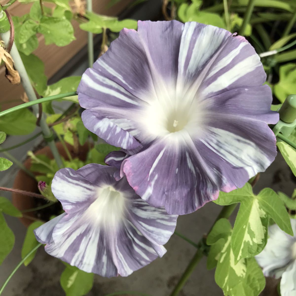 大輪朝顔種子 ５粒 品種名 豊露 令和３年採取 アサガオ 売買されたオークション情報 Yahooの商品情報をアーカイブ公開 オークファン Aucfan Com