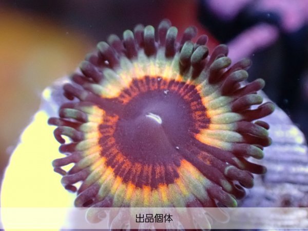 ☆USAマメスナ☆『VAMPIRE IN DRAG』 2ポリプ 極美レア!《Coral Essence.jp》#サンゴ #マメスナ ☆USAマメスナ☆『VAMPIRE IN DRAG』 2ポリプ 極美レア!《Coral Essence.jp》#サンゴ #マメスナ