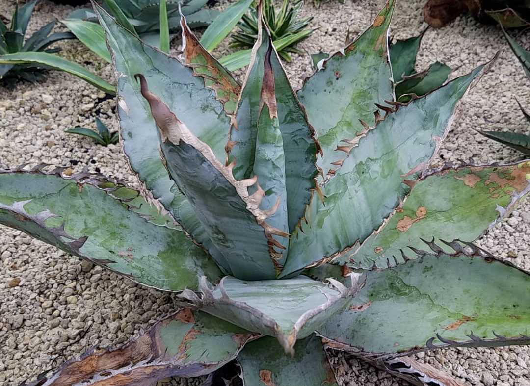 titanota Agave | agave アガベ fish チタノタ – - spine 魚刺 tail