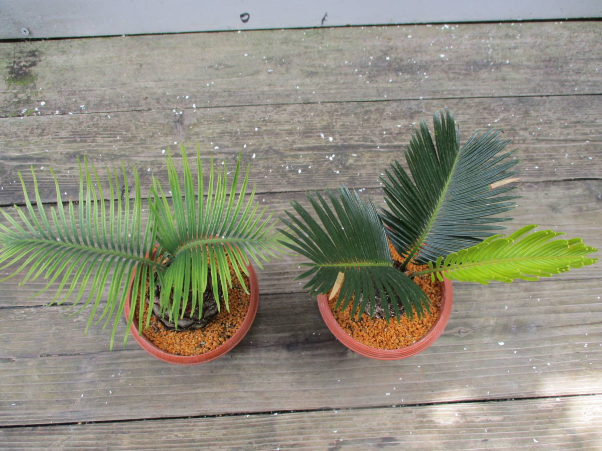 ソテツ 変わり葉ソテツ 21春大特価セール