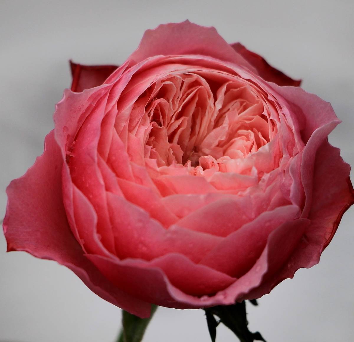 薔薇苗 バラ接木苗 和バラ 接ぎ木