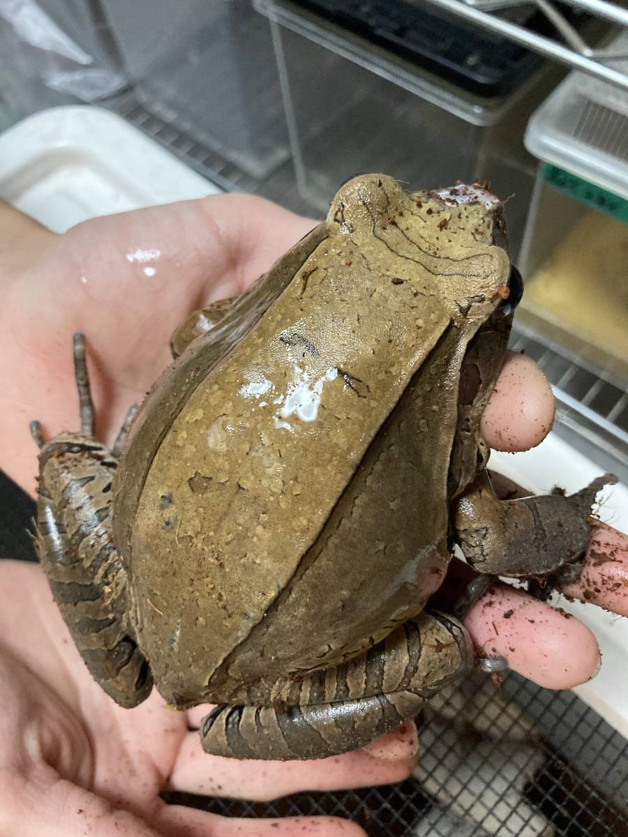 ナンベイウシガエル 鼻スレあり １匹 の価格 カエル 売買されたオークション情報 Yahooの商品情報をアーカイブ公開 オークファン Aucfan Com