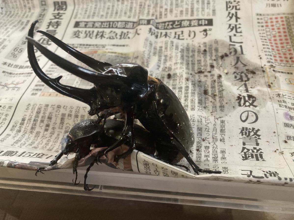 数量限定,定番 サタンオオカブト♀単品 64㎜ 3月羽化 数量限定,定番 サタンオオカブト♀単品 64㎜ 3月羽化