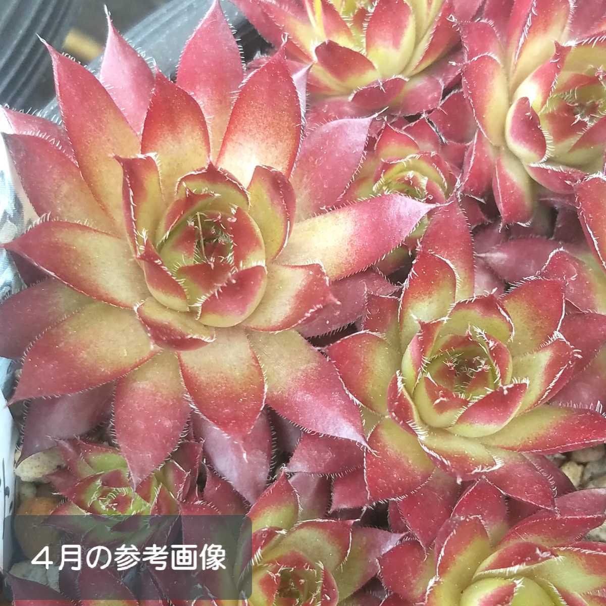 グローイングアンバー センペルビウム 多肉植物 カット苗 サボテン 売買されたオークション情報 Yahooの商品情報をアーカイブ公開 オークファン Aucfan Com