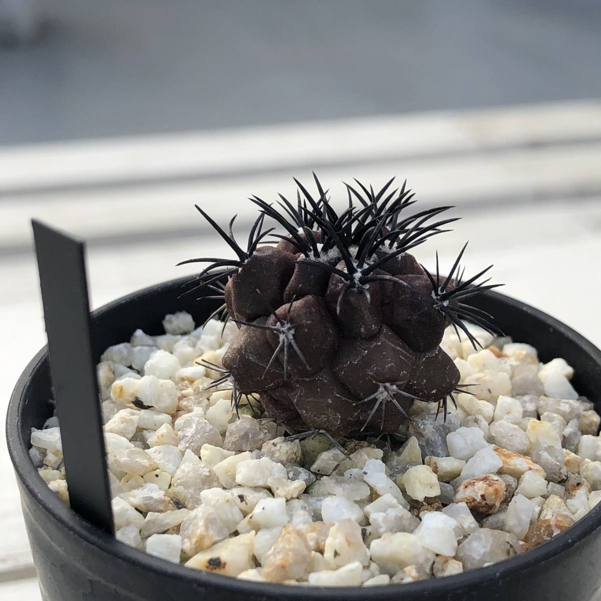 グリセオビオラセア 実生Copiapoa griseoviolacea コピアポア・グリ