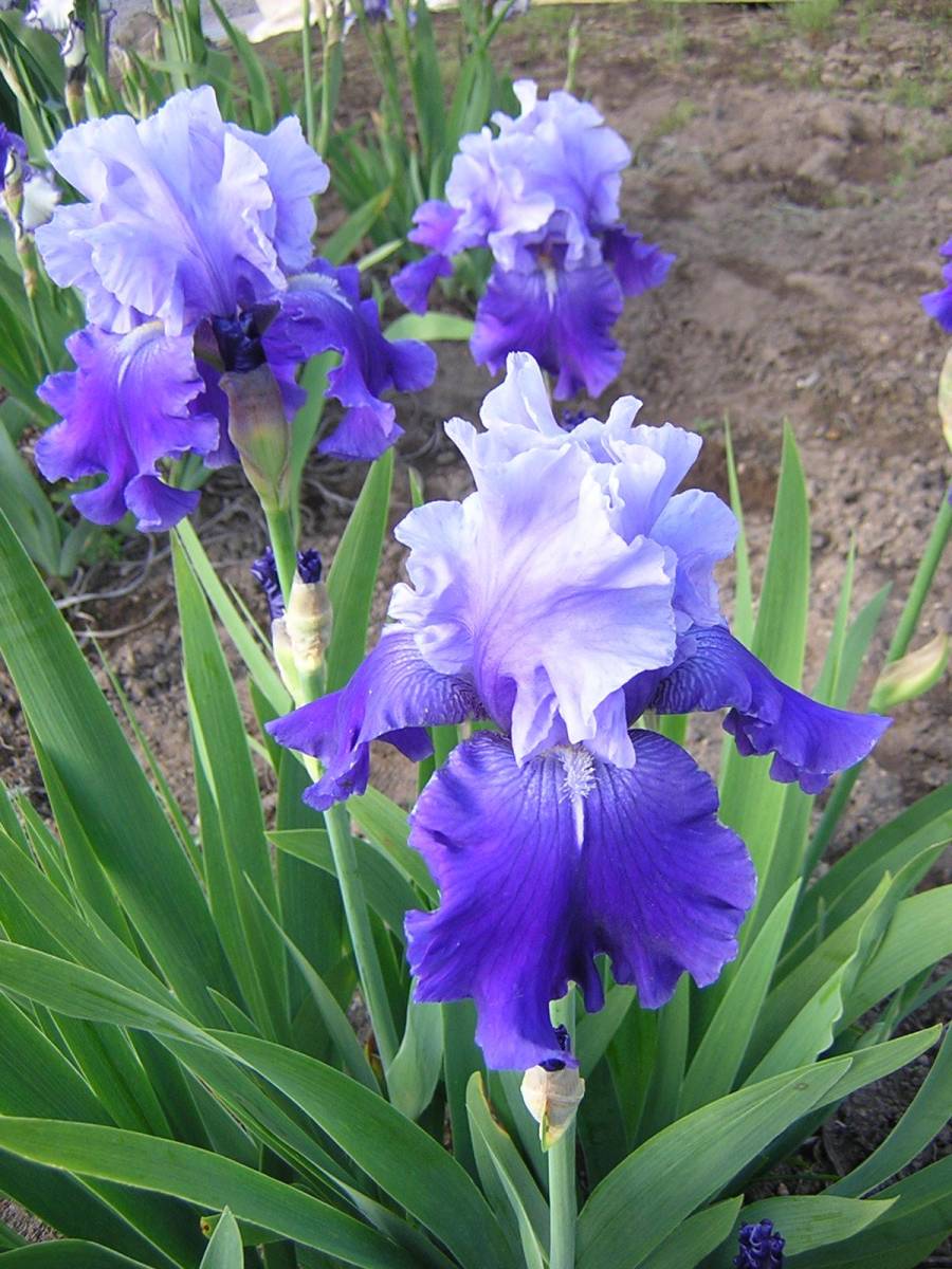 ジャーマンアイリス すっきり爽やか色彩 ノルデックシーズ 球根 売買されたオークション情報 Yahooの商品情報をアーカイブ公開 オークファン Aucfan Com