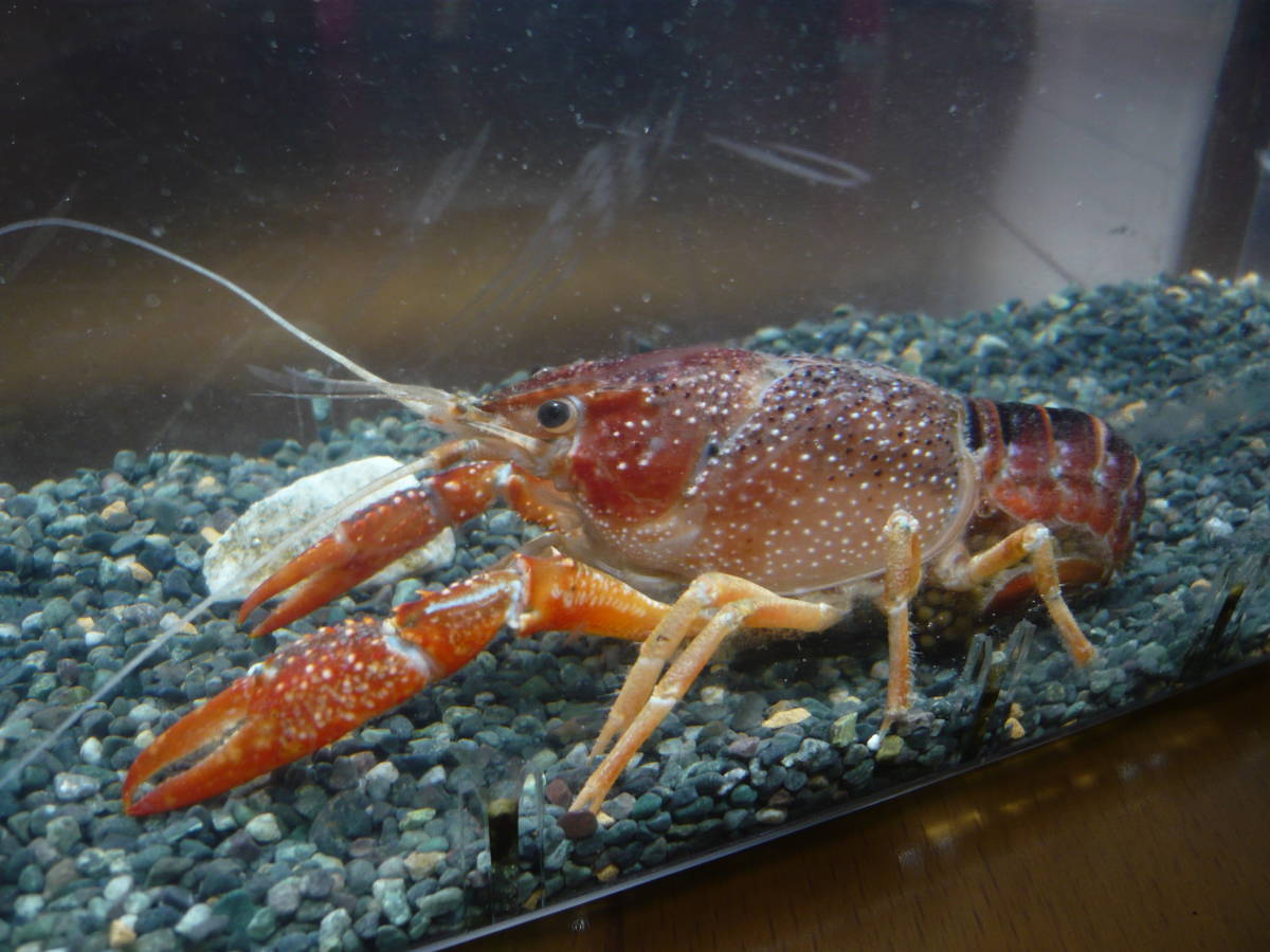 送料198円 個別パック D 23 稚ザリ１ペア ザリガニ スノースパイン レインボー メダカ水槽 Red Talons Blue Crayfish 甲殻類 売買されたオークション情報 Yahooの商品情報をアーカイブ公開 オークファン Aucfan Com