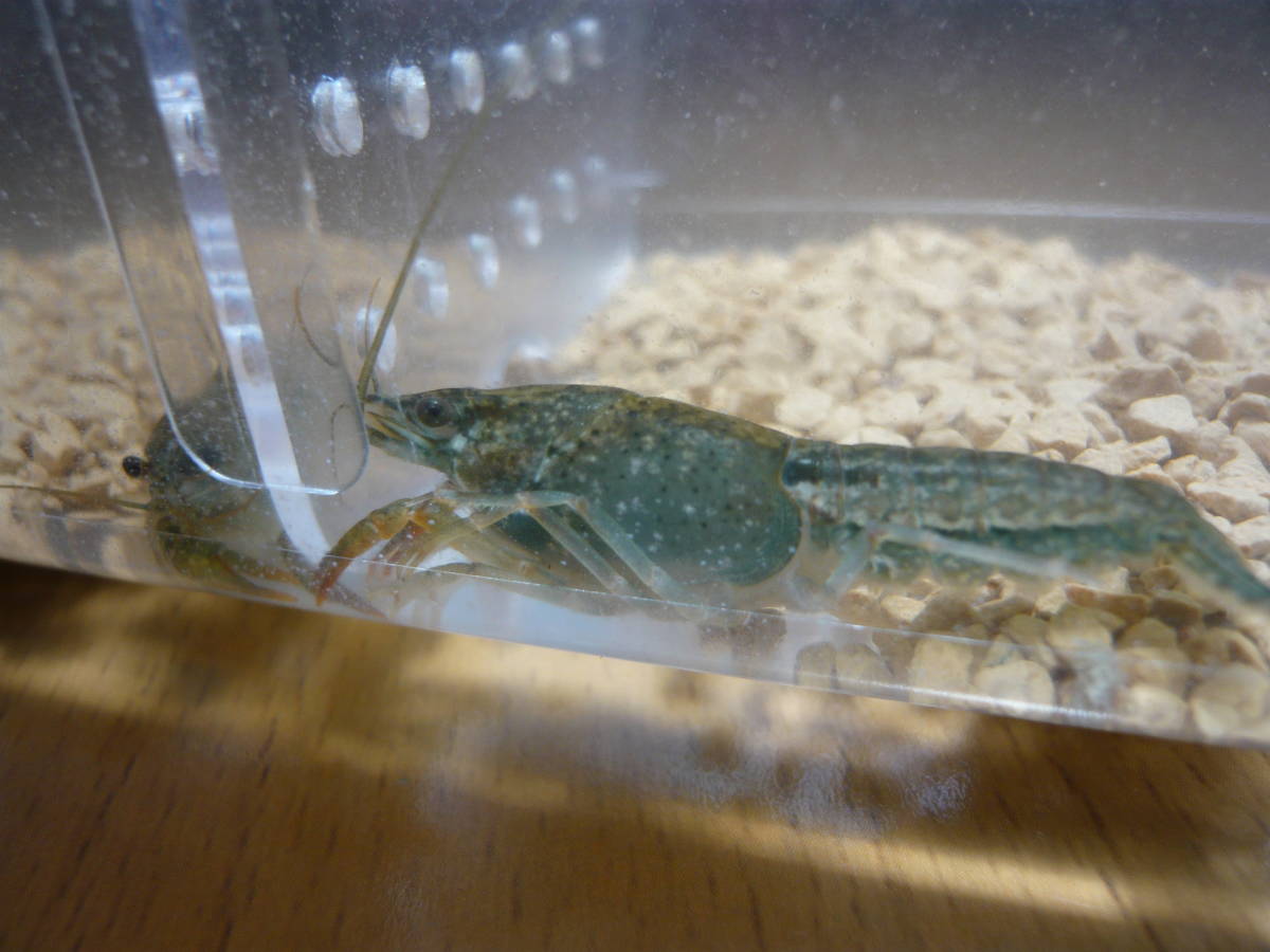 送料198円 個別パック D 23 稚ザリ１ペア ザリガニ スノースパイン レインボー メダカ水槽 Red Talons Blue Crayfish 甲殻類 売買されたオークション情報 Yahooの商品情報をアーカイブ公開 オークファン Aucfan Com