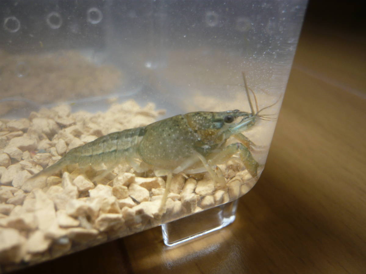 送料198円 個別パック D 23 稚ザリ１ペア ザリガニ スノースパイン レインボー メダカ水槽 Red Talons Blue Crayfish 甲殻類 売買されたオークション情報 Yahooの商品情報をアーカイブ公開 オークファン Aucfan Com