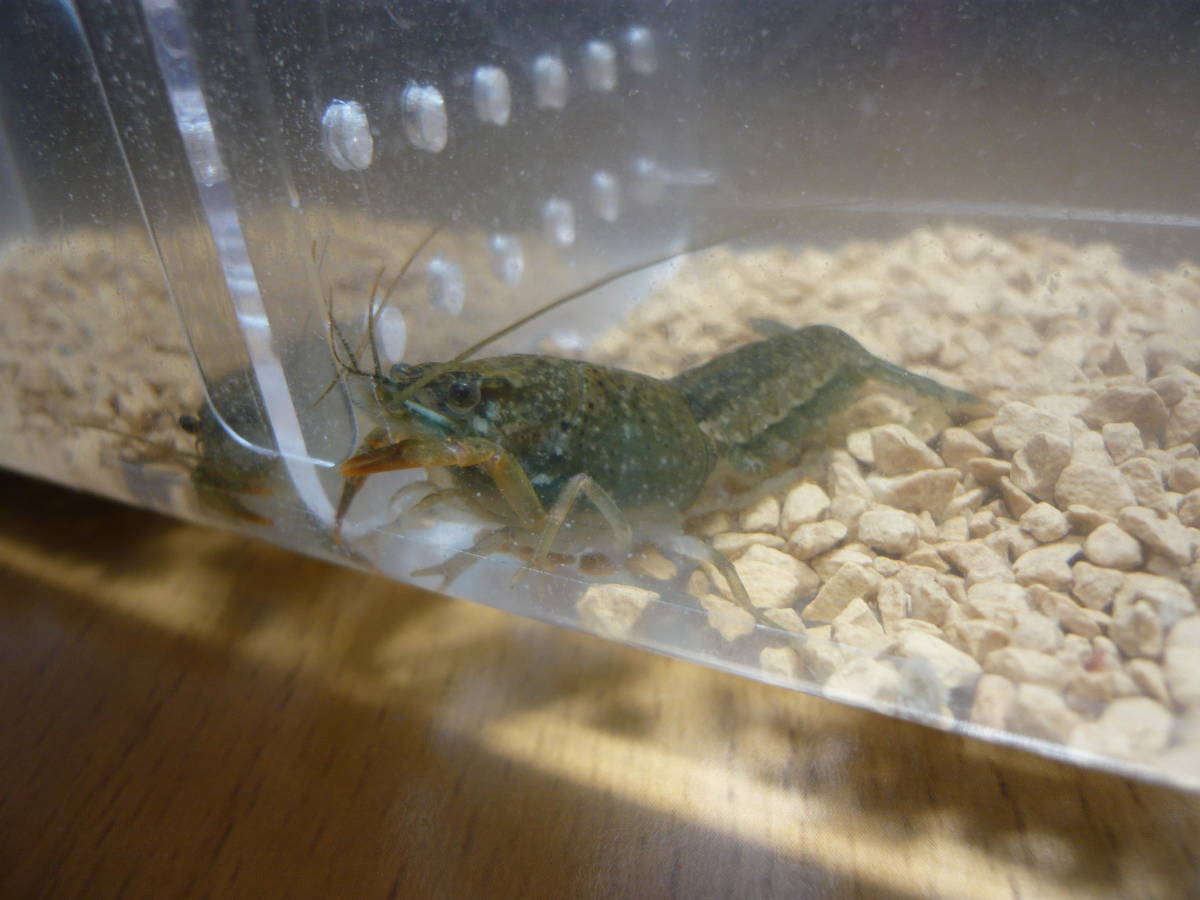 送料198円 個別パック D 23 稚ザリ１ペア ザリガニ スノースパイン レインボー メダカ水槽 Red Talons Blue Crayfish 甲殻類 売買されたオークション情報 Yahooの商品情報をアーカイブ公開 オークファン Aucfan Com