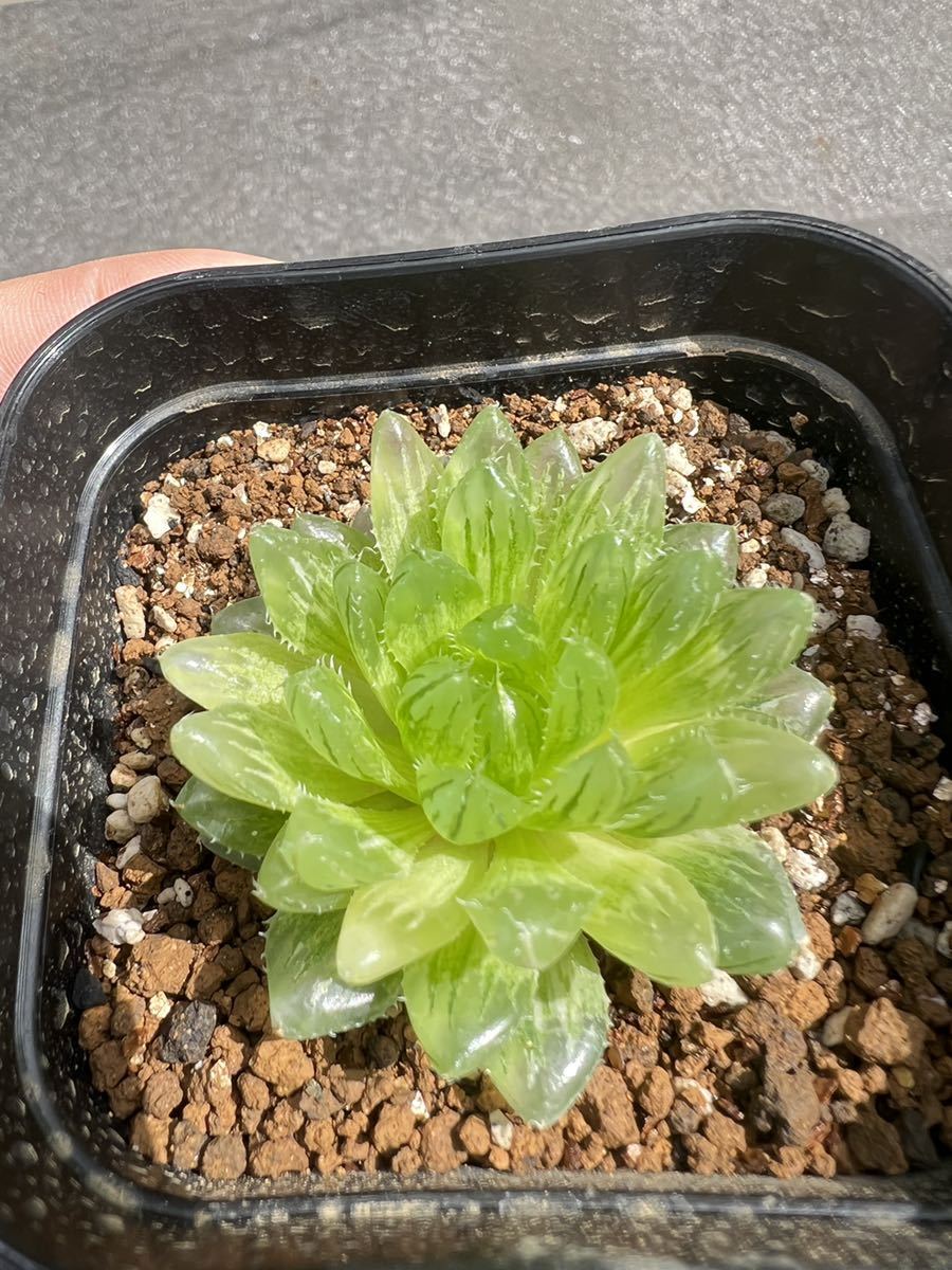 多肉植物 ハオルチア 錦 ハオルチアオブツーサ 翠雲錦 サボテン 売買されたオークション情報 Yahooの商品情報をアーカイブ公開 オークファン Aucfan Com 多肉植物 ハオルチア 錦 ハオルチアオブツーサ 翠雲錦 サボテン 売買されたオークション情報 Yahooの商品情報をアーカイブ公開 オークファン Aucfan Com