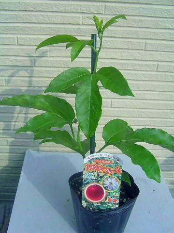 パッションフルーツ くだもの時計草 グリーンカーテンに向くツル植物 果物 売買されたオークション情報 Yahooの商品情報をアーカイブ公開 オークファン Aucfan Com