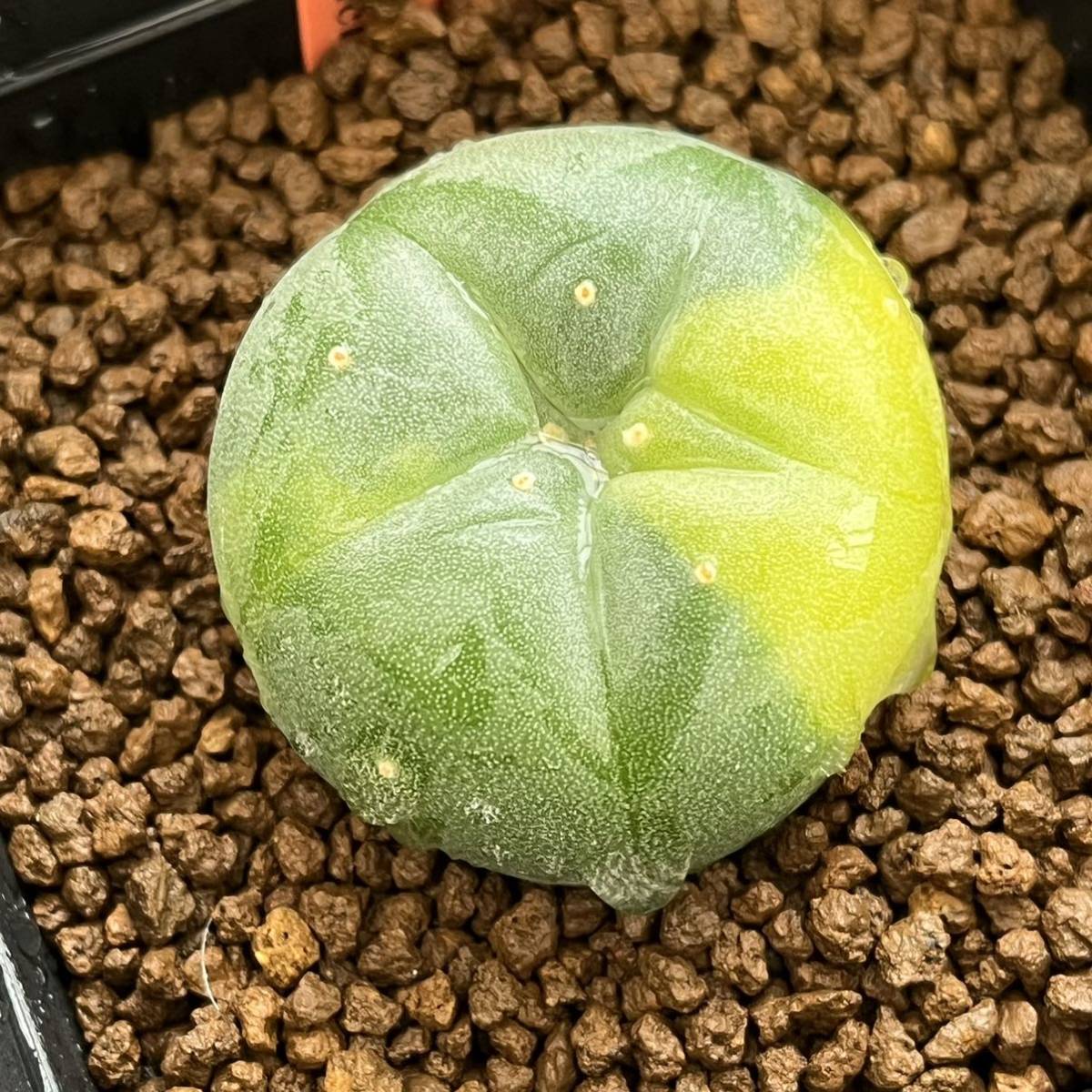 ☆サボテン・多肉植物☆845☆銀冠玉錦 実生 Lophophora fricii cv