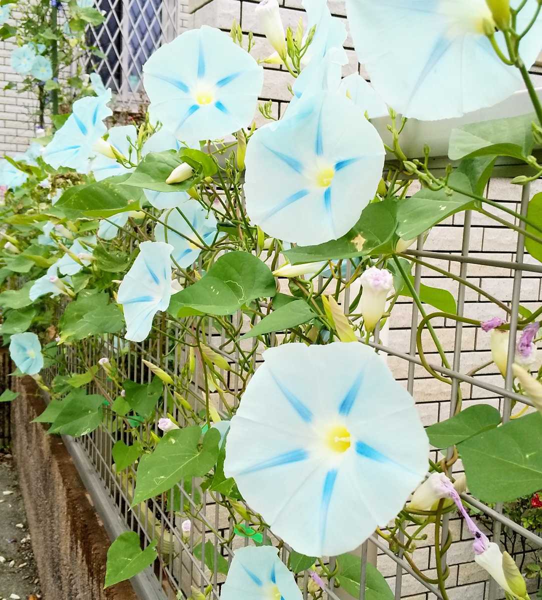 自家採取 西洋アサガオ ブルースター 種 ５粒 種子 朝顔 アサガオの種 あさがお アサガオ 売買されたオークション情報 Yahooの商品情報をアーカイブ公開 オークファン Aucfan Com