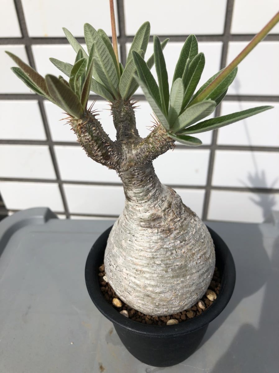 plants260513d90_1_43743688-a673-40bd-bb7e-ce64b75f199d