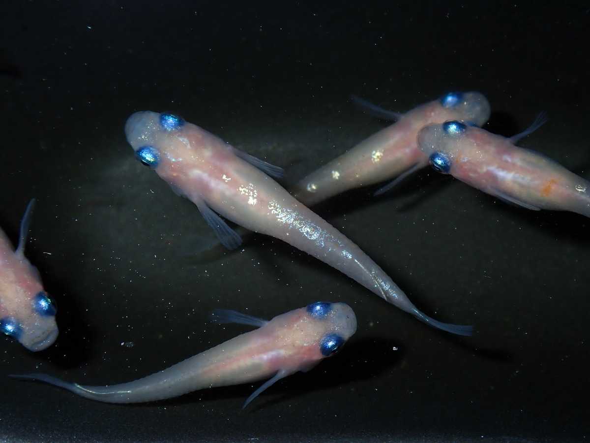 現物出品 ピンク幹之 メダカ 2ペア 1匹 めだか 売買されたオークション情報 Yahooの商品情報をアーカイブ公開 オークファン Aucfan Com 現物出品 ピンク幹之 メダカ 2ペア 1匹 めだか 売買されたオークション情報 Yahooの商品情報をアーカイブ公開 オークファン Aucfan Com