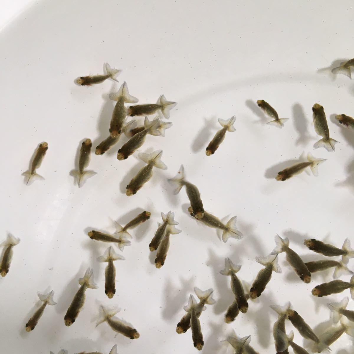 のどからんちゅう 青子 画像の魚すべて C らんちゅう 売買されたオークション情報 Yahooの商品情報をアーカイブ公開 オークファン Aucfan Com