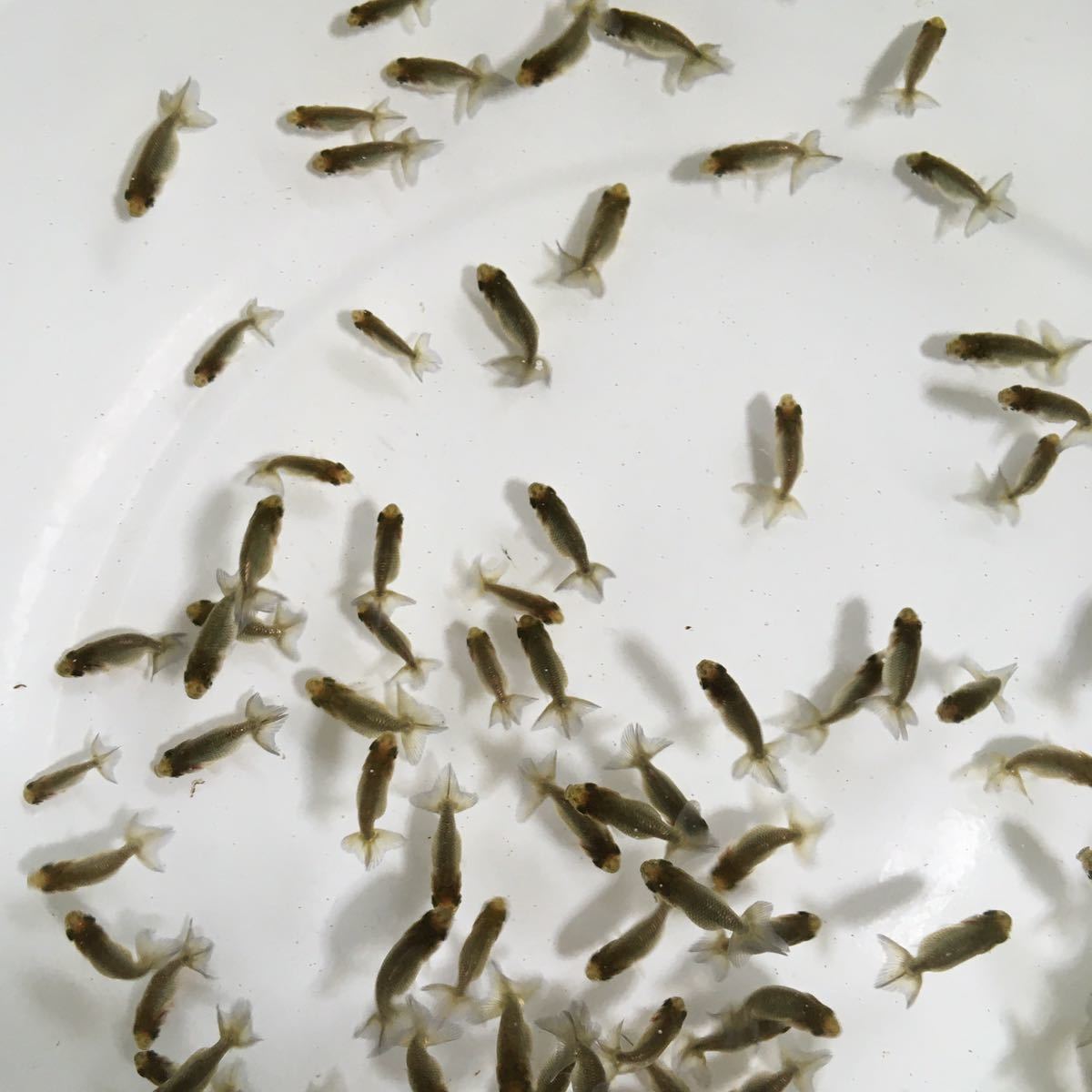 のどからんちゅう 青子 画像の魚すべて C らんちゅう 売買されたオークション情報 Yahooの商品情報をアーカイブ公開 オークファン Aucfan Com