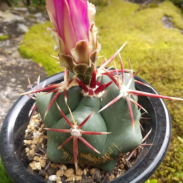 太刺　紅鷹　実生 紅鷹 五陵系 実生 サボテン 多肉植物 – 紅鷹 | テロカクタス