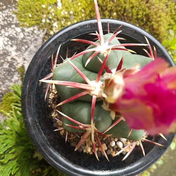 紅鷹 五陵系 実生 サボテン 多肉植物 – 紅鷹 | テロカクタス