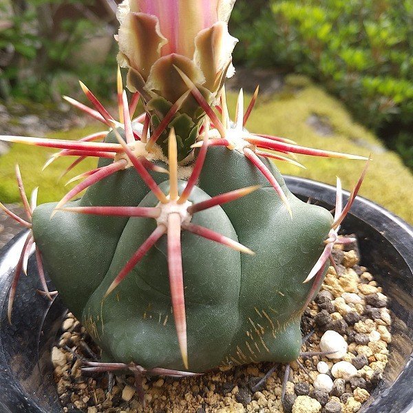 紅鷹 五陵系 実生 サボテン 多肉植物 – 紅鷹 | テロカクタス