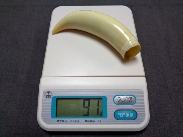 マッコウクジラ 歯 牙 貴重品 磨き （A051） マッコウクジラ 【公式通販】