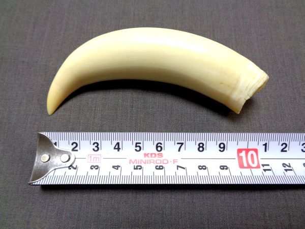 マッコウクジラ 歯 牙 貴重品 磨き （A051） マッコウクジラ 【公式通販】