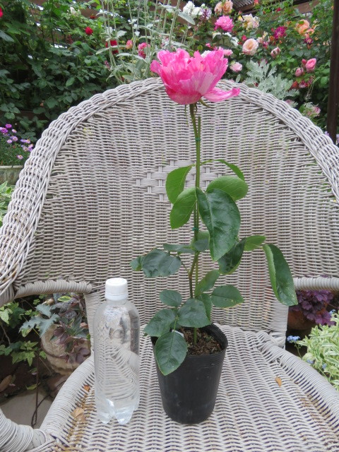 苗 切花品種 イヴ・シャルロッテ A バラ 苗 rose 超レア