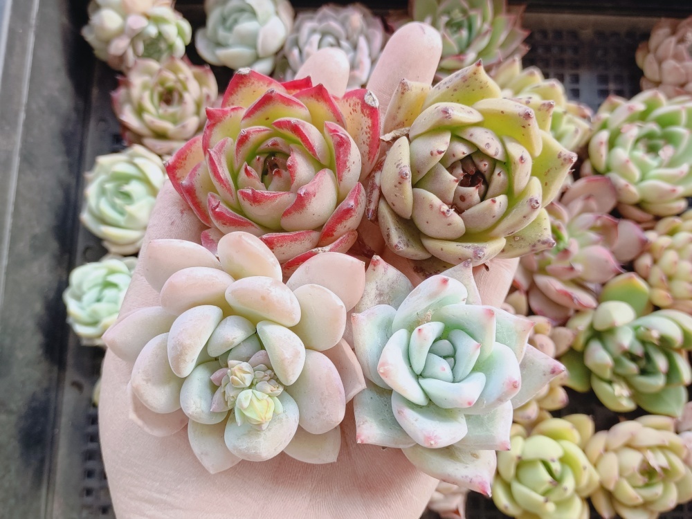 多肉植物 韓国苗 エケベリア チュプス 1129-S012ピンクチップス30個 ☆多肉植物 エケベリア 韓国 【公式通販】