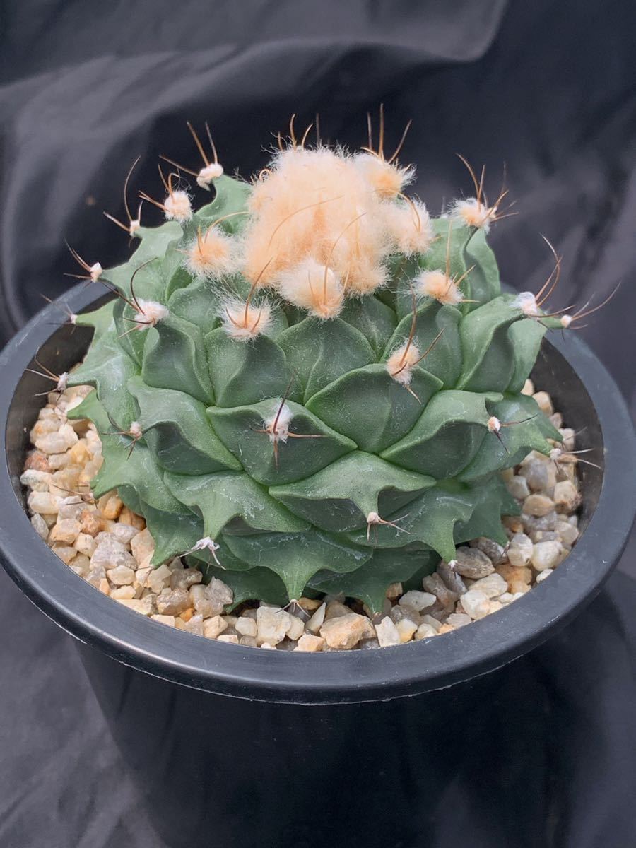 ヒントニー錦ヒントニーサボテン菊水帝冠花籠