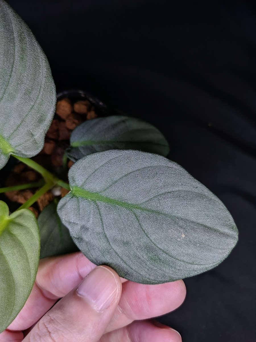 ◇Homalomena sp. 銀鮫 Aceh sumatera LA0616-04 ホマロメナ◇(観葉