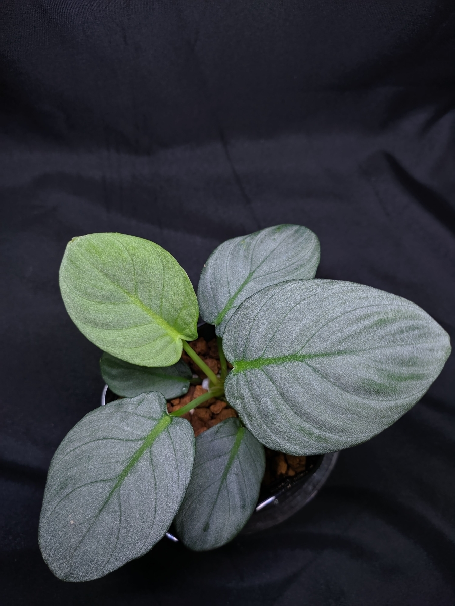 ◇Homalomena sp. 銀鮫 Aceh sumatera LA0616-04 ホマロメナ◇(観葉