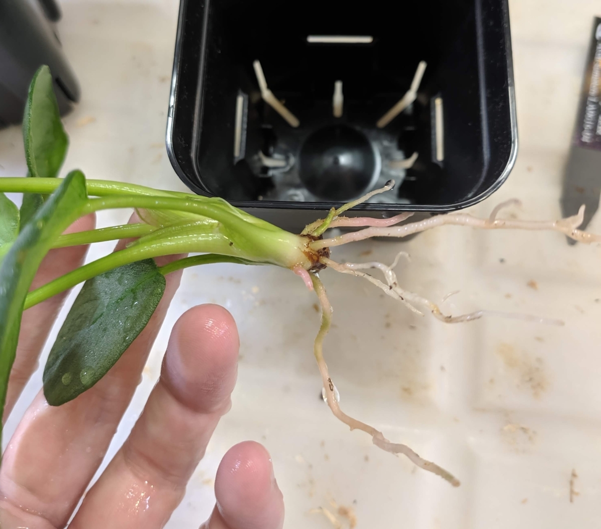 ◇Homalomena sp. 銀鮫 Aceh sumatera LA0616-04 ホマロメナ◇(観葉