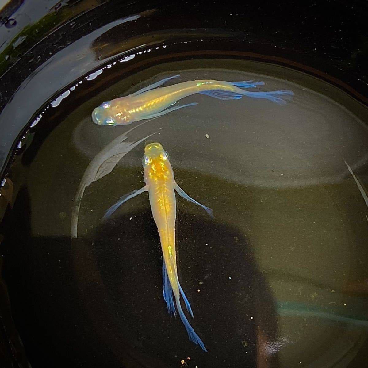 紀州田舎めだか 超優美 白かぶきスワロー ヒレ長 メダカ卵10個 めだか 売買されたオークション情報 Yahooの商品情報をアーカイブ公開 オークファン Aucfan Com