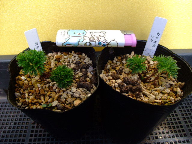 山野草 高山植物 色丹島 カタオカソウ 2ポット 【公式通販】