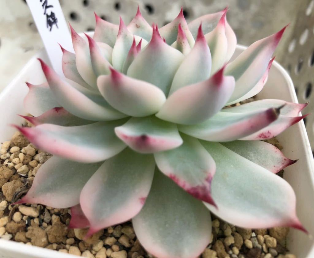 ☆チワワエンシス錦②☆（多肉植物 エケベリア 斑入り 錦）(サボテン