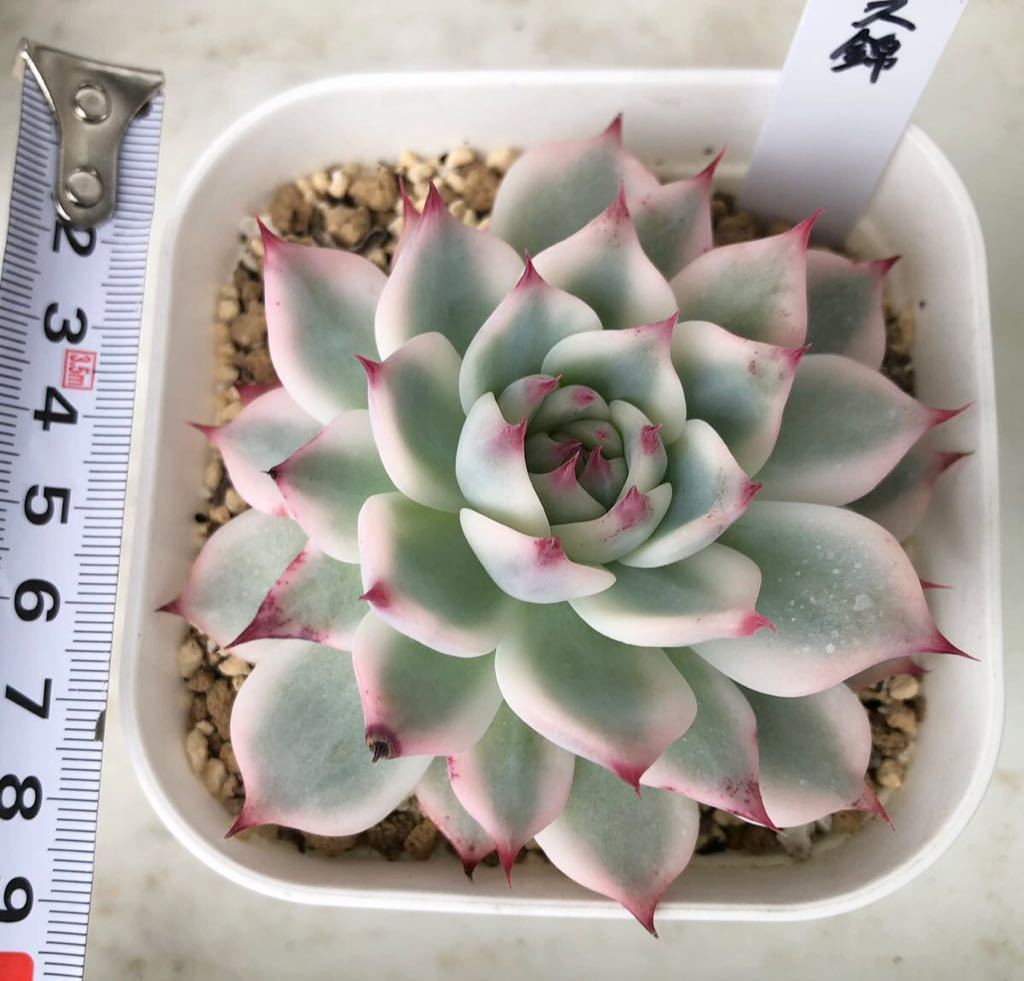 多肉植物 覆輪斑 チワワエンシス錦カット苗9 ☆チワワエンシス錦②