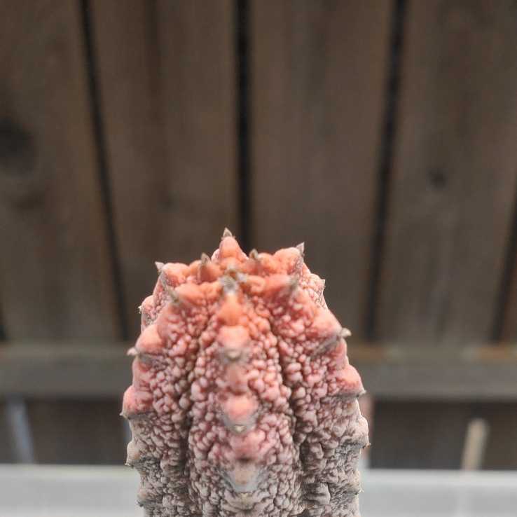 ユーフォルビア アブデルクリ ダマスク 斑入り 錦 サボテン 多肉