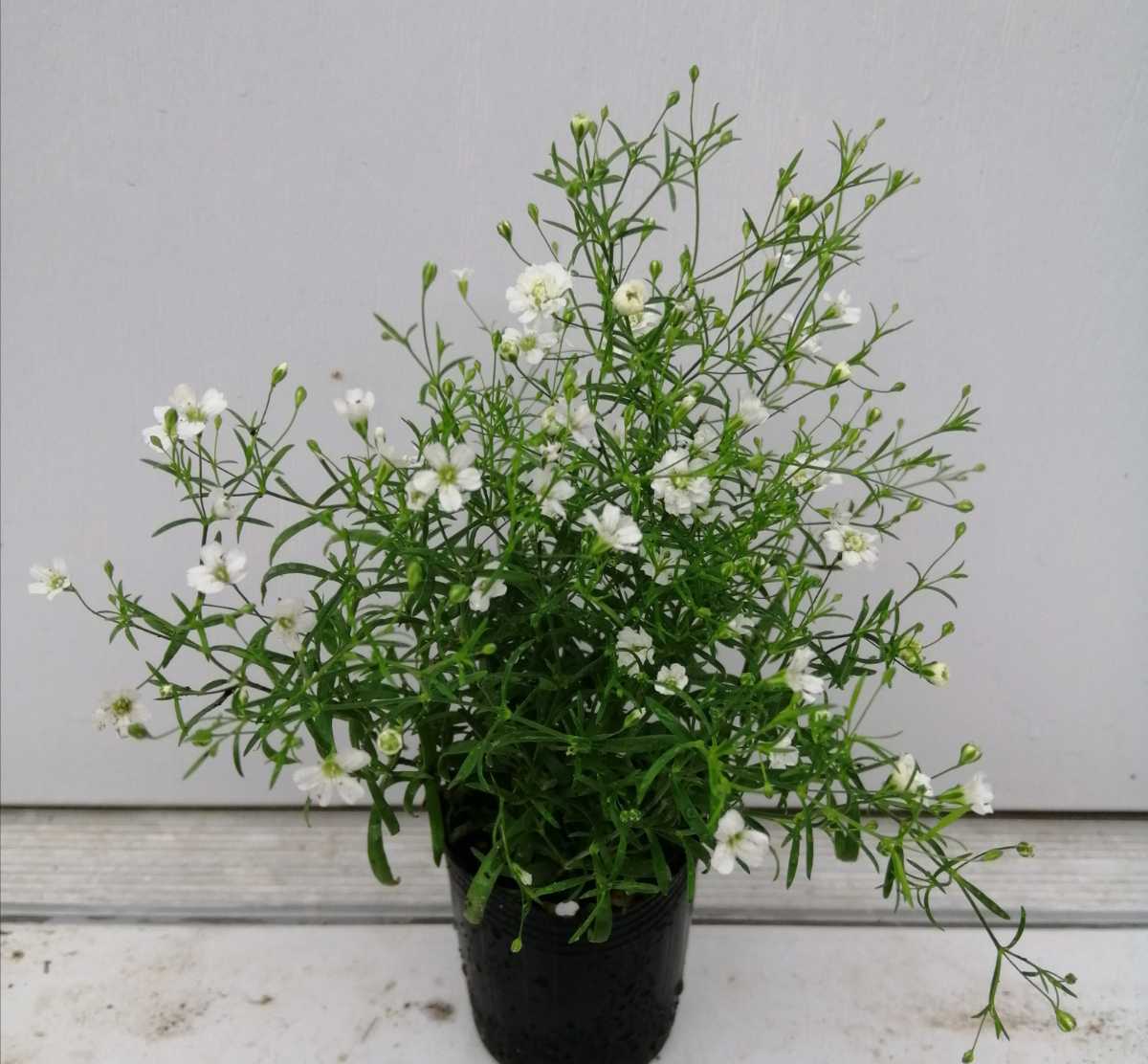 矮性品種 かすみ草 ジプシーホワイト 多年草 その他 売買されたオークション情報 Yahooの商品情報をアーカイブ公開 オークファン Aucfan Com